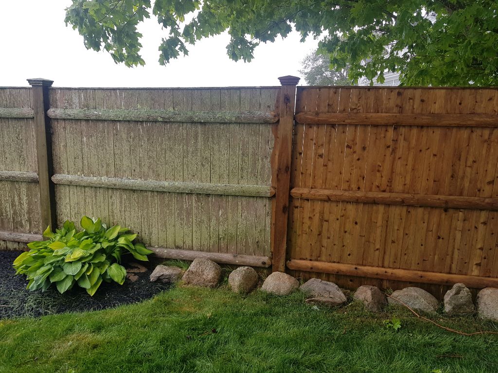 Before and After on a Cedar Fence in Duxbury, MA